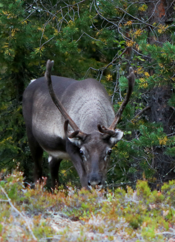Faune photo 1