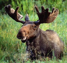 Faune photo 2