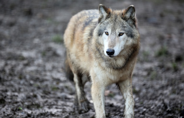 Faune photo 4
