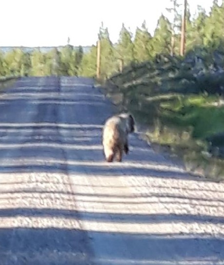 Faune photo 5