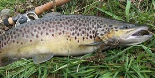 Salmonides photo 3