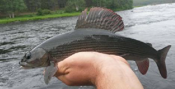 Salmonides photo 4